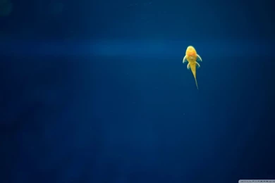 Armenia, Fish HD Desktop Wallpapers : Widescreen : High Definition ...