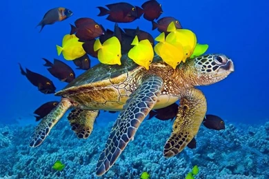 Fish Wallpapers Hd Free Download SD8   Pretty Wallpapers HD