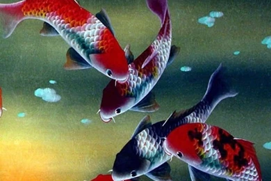 Cute Fish Iphone 4 Wallpapers Free 640x960 Hd Apple Iphone 4 ...