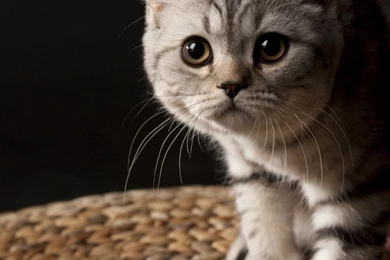 Cat Wallpapers 1600x1200 Wallpapers,other 1600x1200 Wallpapers ...