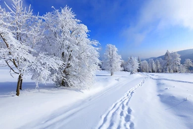 1600x1200 Road Winter Wallpapers