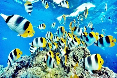 Fish HD Desktop Wallpapers