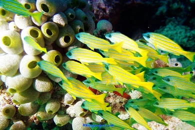 Gallery For   Desk Top Wallpapers Fish