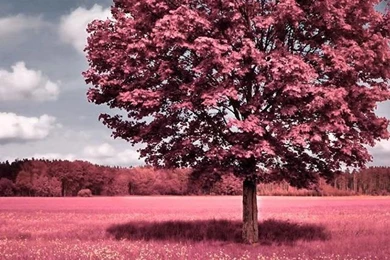 Most Popular Iphone Wallpapers HD Free To Download   Design Gab