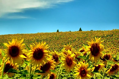 Summer Background.jpg