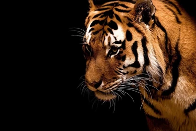 Desktop Wallpapers 1280x1024