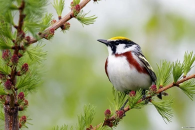 Spring Animal Wallpapers