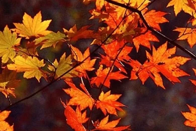 Gallery For   Autumn Wallpapers Iphone