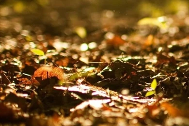 Fall Wallpapers For iPhone 5