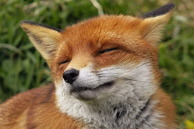 1280x1024 Red Fox Hd Wallpapers