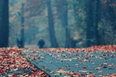 Fall Backgrounds Iphone On Pinterest