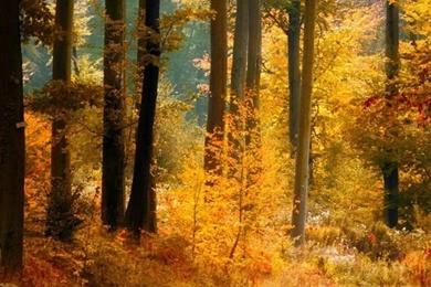 Forest Road iPhone 5 Wallpapers (640x1136)