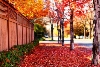 Fall Iphone 5 Wallpapers