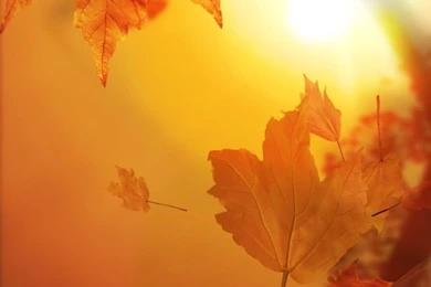 Fall Wallpapers For iPhone 5