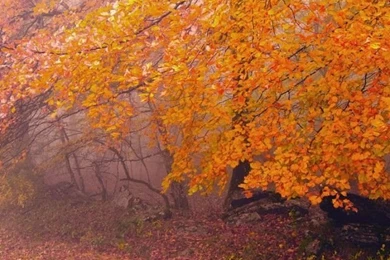 Autumn iPhone 5s Wallpapers