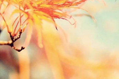 Wallpapers Weekends: Fall Into Autumn