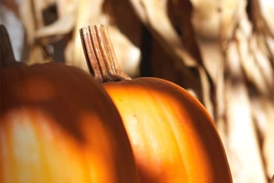 Fall Iphone 5 Wallpapers