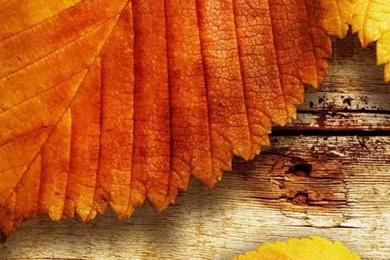Wallpapers Weekends: Amazing Fall Leaves Pack For iPhone 5