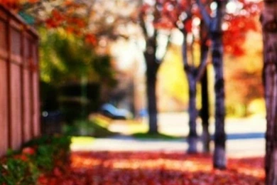 Red Leaves Fall Landscape