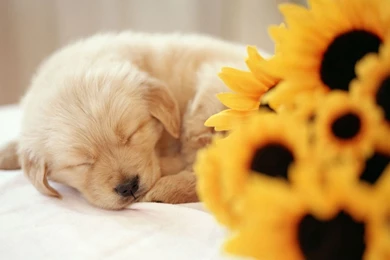 Gallery For   Puppy Wallpapers Desktop Backgrounds