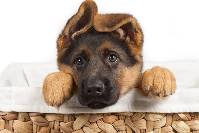 Gallery For   German Shepherd Puppy Wallpapers