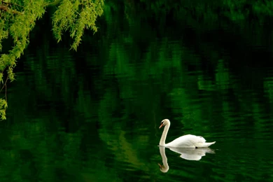 Pond Desktop Wallpaper, Pond Images Free