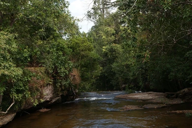 Wallpaper, Jungle, Widescreen, Wallpapers   106938