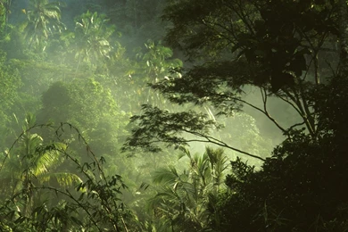 Cool Jungle Wallpapers Forest Tree HD