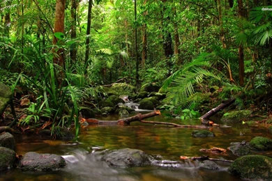 Jungle Stream Wallpapers Nature Wallpapers