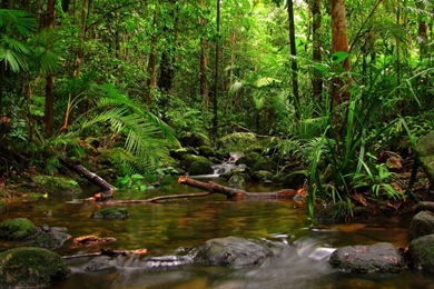 Gallery For Jungle Wallpapers