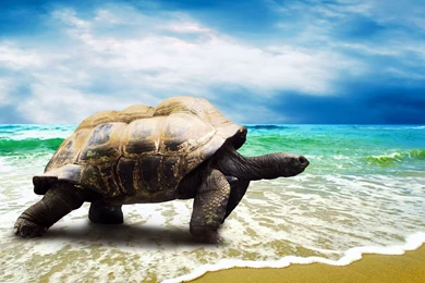 Turtle On Beach, Tropical, 2560x1440 HD Wallpapers And FREE Stock Photo