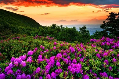 Beautiful Nature Wallpapers Spring