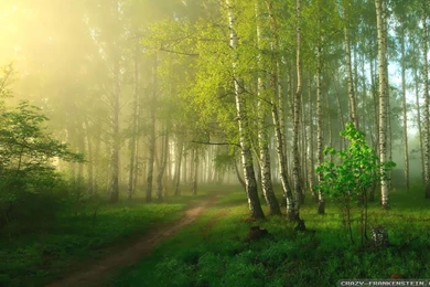 Spring Nature Wallpapers   Crazy Frankenstein