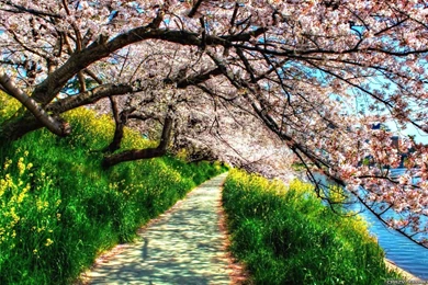 Beautiful Nature Spring   Wallpaper.
