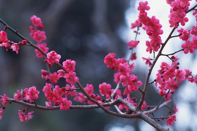 Nature Wallpapers With Spring Flowers