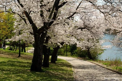 Spring Nature Wallpapers High Resolution (8)   Pleasantwalls.com ...