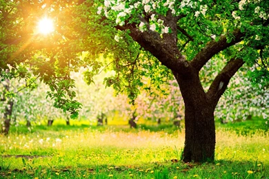 Beautiful Spring Nature HD Wallpapers