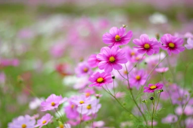 Flowers, Daisy, Vintage, Spring, Beautiful Nature, Plant, Hd Wallpapers