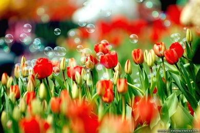 Spring Nature Wallpapers 2   Crazy Frankenstein