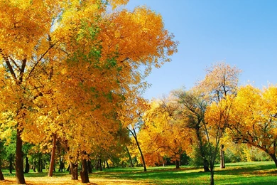 IWallpapers   Nature Wallpapers   Tree Spring