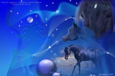 34101d1256815213 computer wallpaper horse 1024x768.jpg