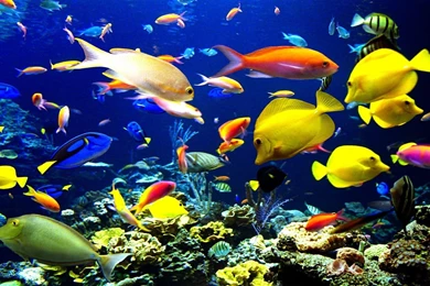 Gallery For   Tropical Fish Wallpapers