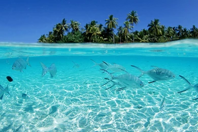 Tropical Fish Backgrounds