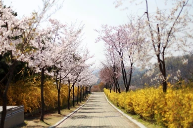 Cherry Blossoms Park Spring Wallpapers