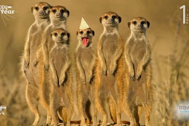 Happy New Year Love Travelstart!   Travelstart Blog