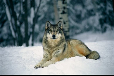Gallery For   Gray Wolf Wolves Wallpapers