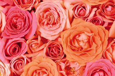 Free Wallpapers   Free Flower Wallpapers   Dual Screen Flower ...