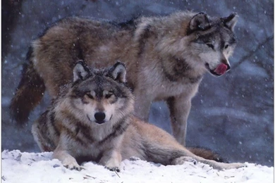 Gallery For   Wild Wolves Wallpapers