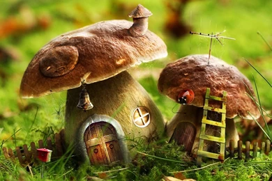 Mushrooms Desktop Wallpaper, Mushrooms Images, New Wallpapers