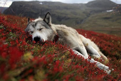 Nature Animals Wolves Wallpapers